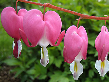 Tränendes Herz heißt diese Blume. Sie könnte Sinnbild für die enge Verbindung von Liebe und Trauer sein.